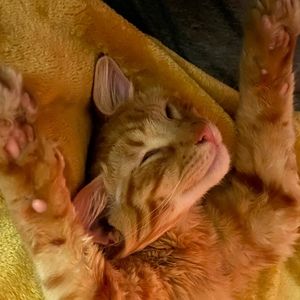 Meet your Posher, Posh